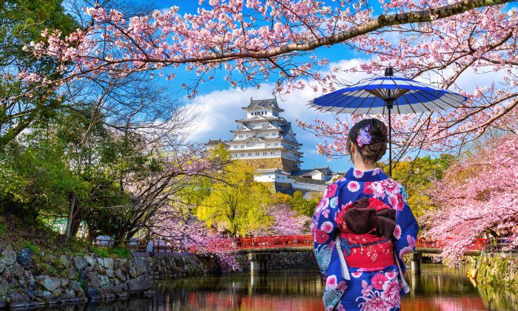 Asian woman wearing japanese traditional kimono looking at cherry blossoms and castle in Himeji, Japan.