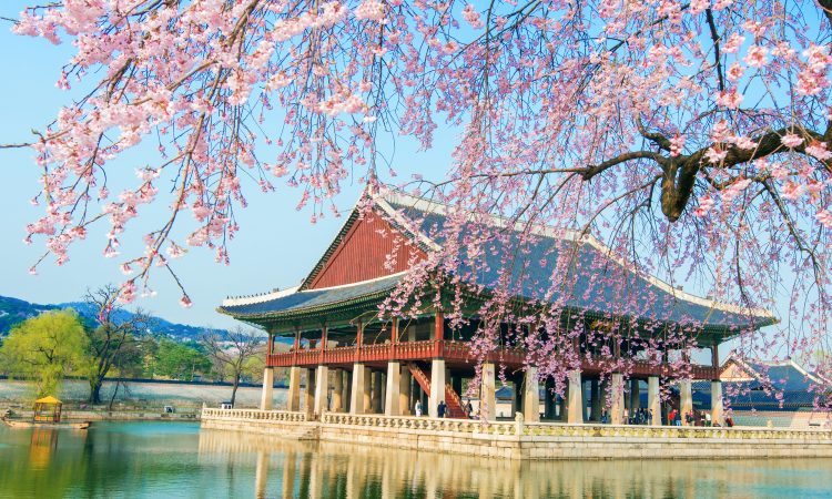 Gyeongbokgung Palace with cherry blossom in spring,Korea.