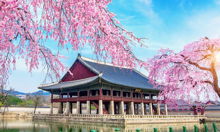Gyeongbokgung Palace with cherry blossom in spring, Seoul in Korea.