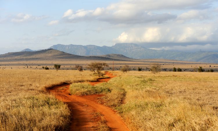 Savannah landscape in the National park in Kenya, Africa